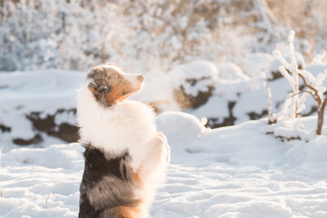 Australian shepherd sitting on two legs in winter forest. Beautiful sunrise. 