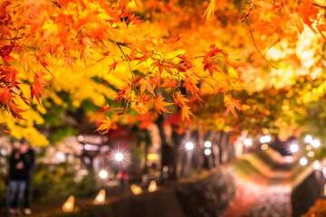 Night display of the colorful trees in autumn at Fujikawaguchiko next to Lake Kawaguchi in Japan