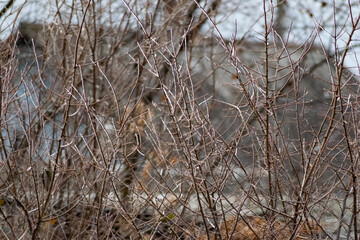 Dry ice and the bare branches of the shrubs. Cold season, winter period for trees. Interesting lighting of shiny ice, in cloudy weather