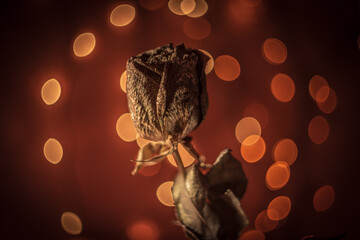 Soft focus. Still life- dry roses