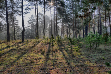 Pine forest in early spring