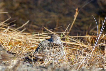 Temminck's Stint (Calidris temminckii) in Barents Sea coastal area, Russia