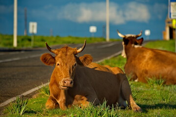 Early morning of a free herd of cows