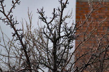 Dry ice and the bare branches of the shrubs. Cold season, winter period for trees. Interesting lighting of shiny ice, in cloudy weather