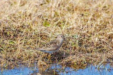 Obraz premium Temminck's Stint (Calidris temminckii) in Barents Sea coastal area, Russia