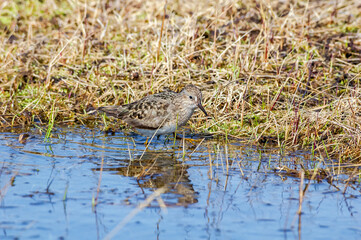 Temminck's Stint (Calidris temminckii) in Barents Sea coastal area, Russia