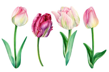 Fototapeta premium Tulips on white background, spring watercolor flowers, floral clipart