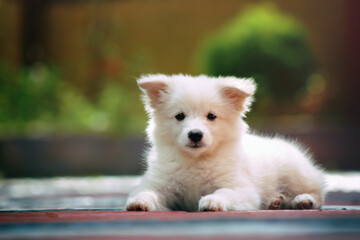 Money can buy you a fine dog, but only love can make him wag his tail