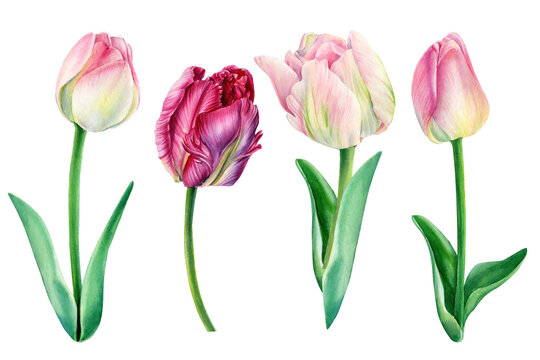 Tulips on white background, spring watercolor flowers, floral clipart