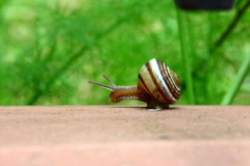 Ravda, Bulgaria. May, 30, 2014. Garden snail creeping towards its wishes. Brown stony track, green grass background.