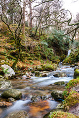 Steam of water long shoot in forest of Glendalough at sunset during winter and autumn with lots of trees, moss and stones on foreground. Concepts: season, outdoors, travelling, landscape