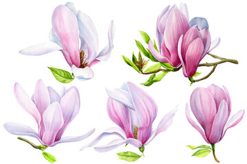 Watercolor Magnolia, spring flowers on white background, floral clipart