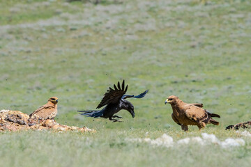 Raven (Corvus corax) and Steppe Eagles (Aquila nipalensis) feed on carrion in the foothills of Caucasus, Republic of Dagestan, Russia