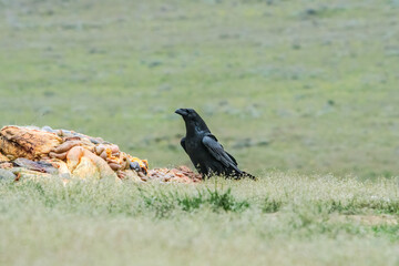 Raven (Corvus corax) feeds on carrion in the foothills of Caucasus, Republic of Dagestan, Russia