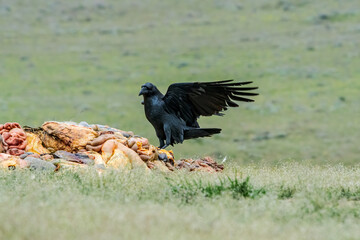 Raven (Corvus corax) feeds on carrion in the foothills of Caucasus, Republic of Dagestan, Russia