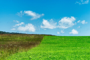 a field and meadow nature landscape summer