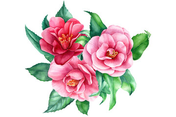 Watercolor flowers, camellia bouquet on white background, spring, botanical illustration