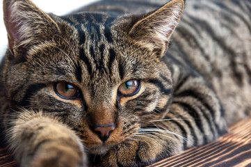 Muzzle of a tabby cat close-up.