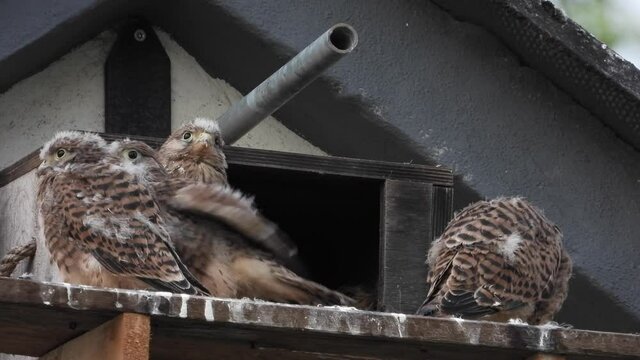 Turmfalken am Nistkasten auf Bauernhof in der Eifel