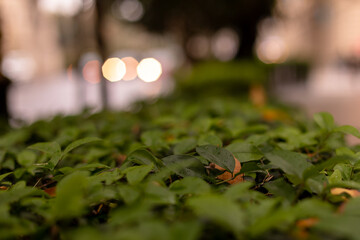 Bush leaves on the background of the cityPhoto of Baku in cloudy weather