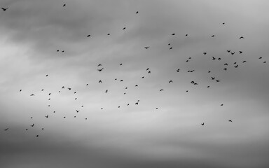Black silhouettes of sparrow flock in gray sky