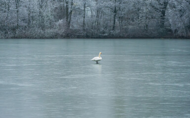 Lonely swan on ice of frozen lake, winter trees in background