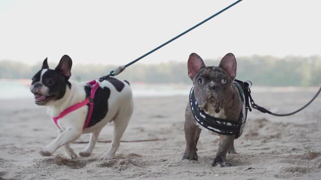 The merle male and the black and white female french bulldog are running on the beach with sand on nose in the sunny day in close-up slow motion