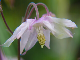 aquilegia,collonge en charolais,saone et loire,france