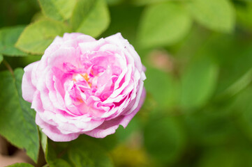 blooming garden rose of rosehip