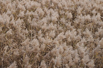 Сlose-up of wild and high blooming grasses during sunset. Meadow with dried yellow grass autumn, natural background. Soft tall grass in a field.