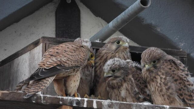 Turmfalken am Nistkasten auf Bauernhof in der Eifel
