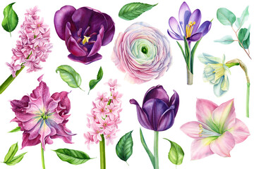 Set of watercolor flowers, tulip, daffodil, hyacinth, ranunculus on a white background, spring, botanical illustration