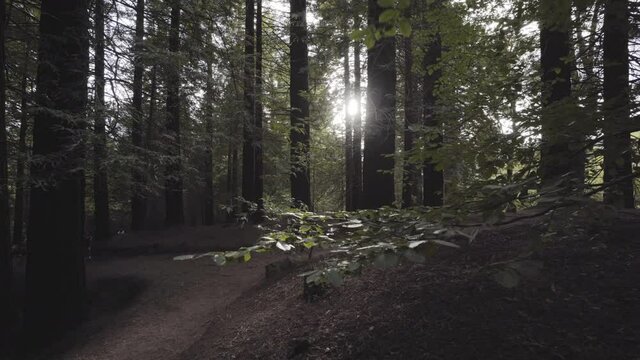 Lady finding spiritual peace at Sequoia forest Spain alone