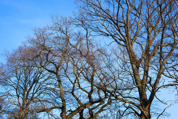 Tree branches against the blue sky. Silhouette of tree branches