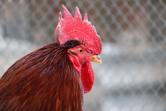 Red rooster close up, poultry concept. Portrait of the cockerel on wire mesh background