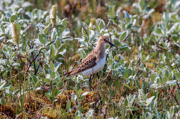 Little Stint (Calidris minuta) in Barents Sea coastal area, Russia