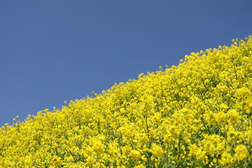 Obraz premium 菜の花と青空