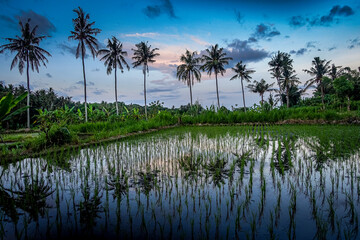 Obraz premium Palm in the sunset with rice field