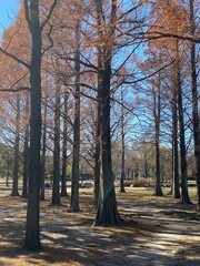 Fototapeta premium 紅葉