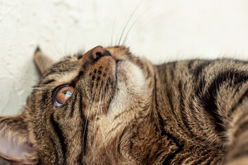 Muzzle of a tabby cat close-up.