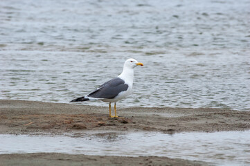 Heuglini's Gull (Larus heuglini) in Barents Sea coastal area, Russia