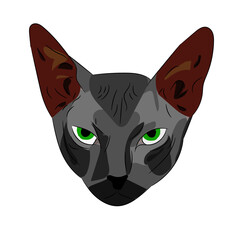 a sphynx cat illustration
all objects and colors are editable!