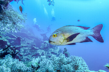 Fish with scubadivers