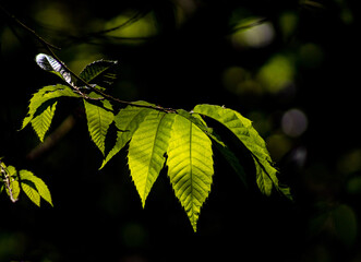 leaves on a black background