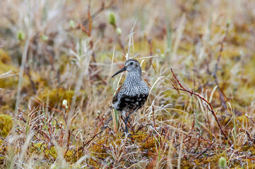 Dunlin (Calidris alpina) in Barents Sea coastal area, Russia