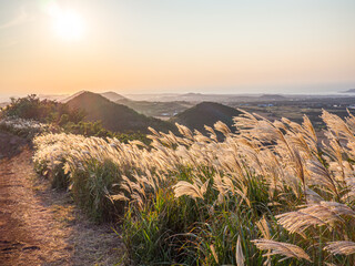 Beautiful Silver Grass or miscanthus sinensis of a Jeju island at Korea autumn.