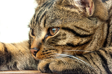 Muzzle of a tabby cat close-up.