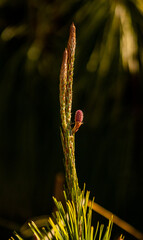 bud of a willow