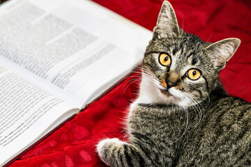 cat with a book