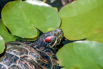 Pond Slider (Trachemys scripta) in park, Crimea